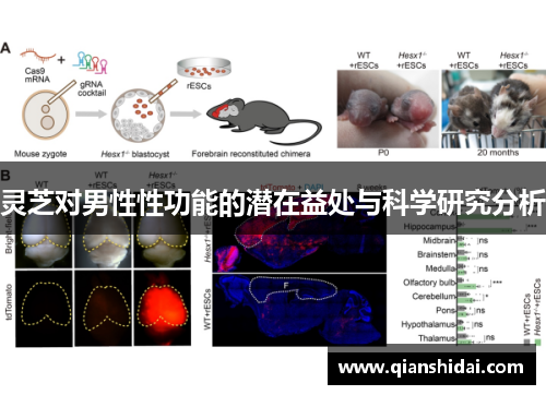 灵芝对男性性功能的潜在益处与科学研究分析